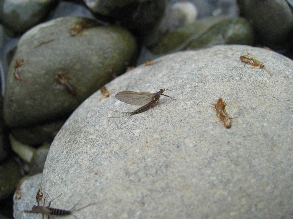 Habroleptoides  sp.